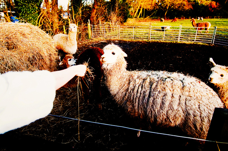 Wedding alpacas at singleton lodge.