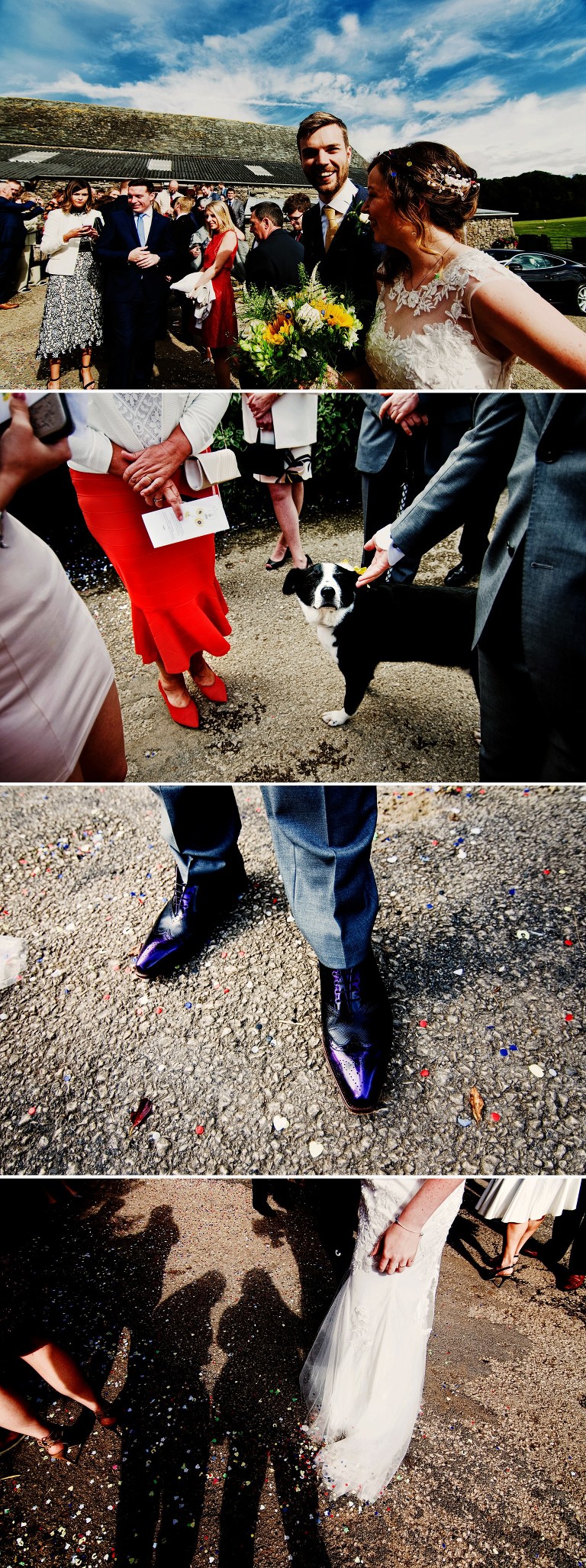 The family dog at a relaxed sunflower farm wedding.