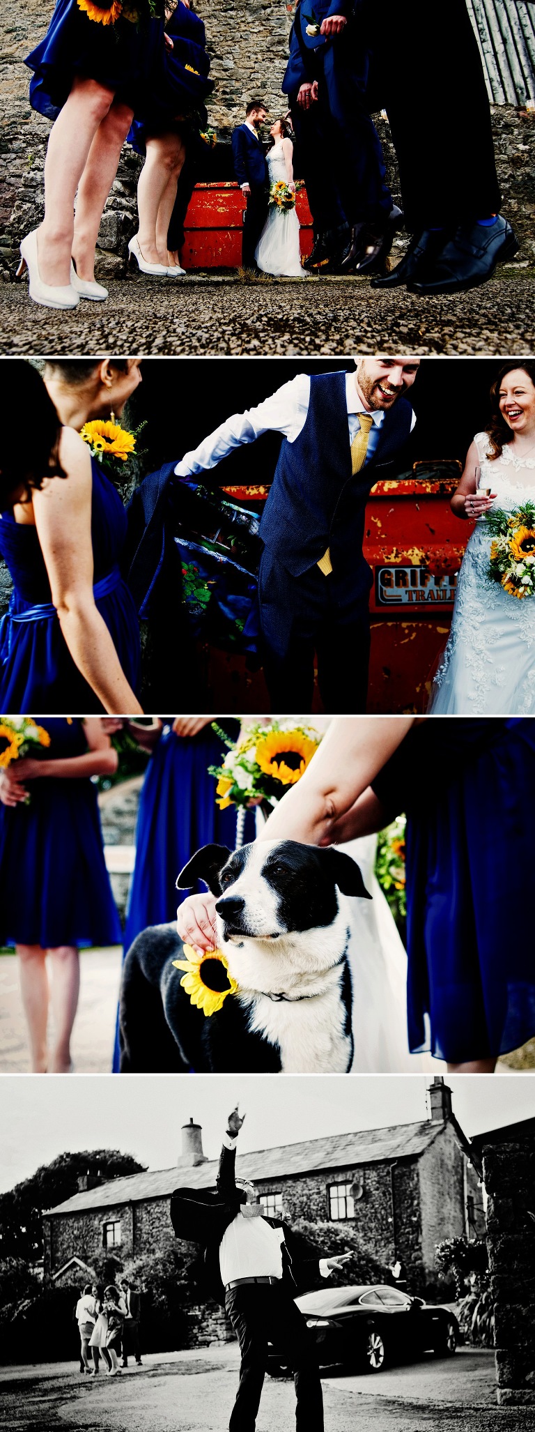 A relaxed rusticu sunflower wedding and a border collie family dog.