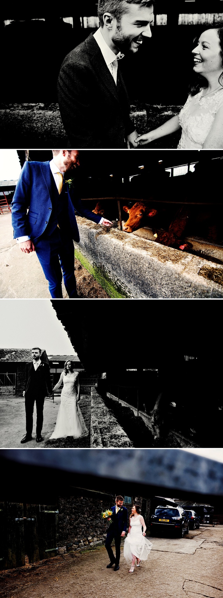 A working cow foarm and a bride and groom just married.